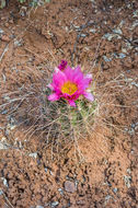 Sclerocactus whipplei (Engelm. & J. M. Bigelow) Britton & Rose resmi