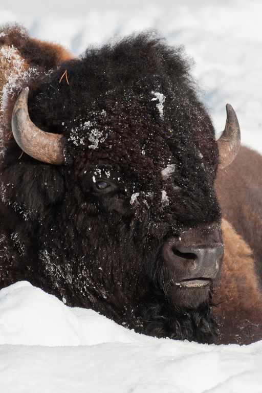 Image of American Bison