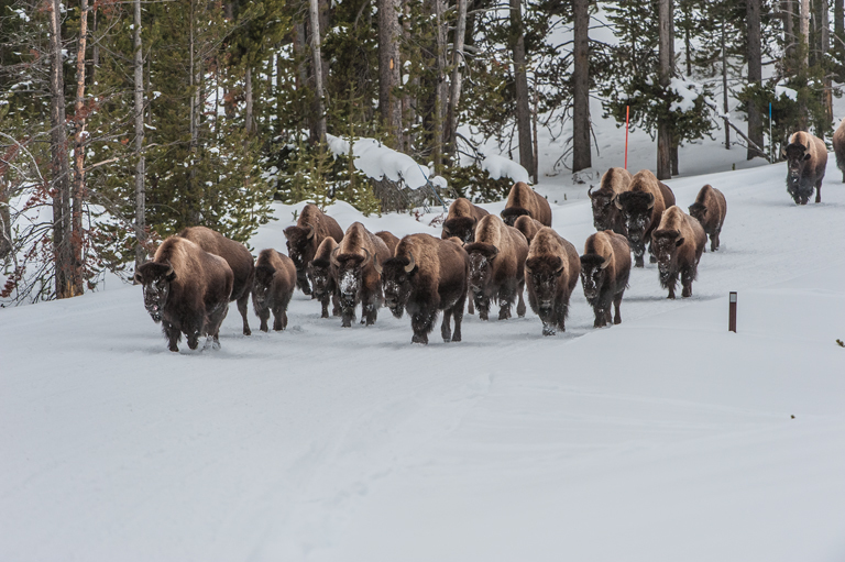 Image of American Bison