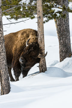 Image of American Bison