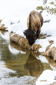 Image of American Bison