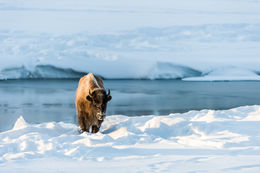 Image of American Bison