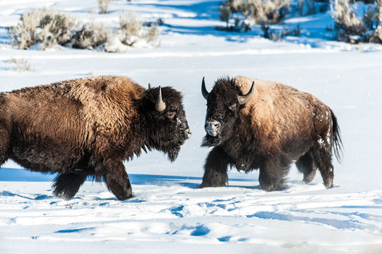 Image of American Bison