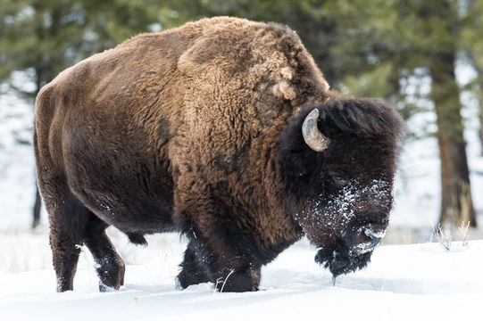 Image of American Bison