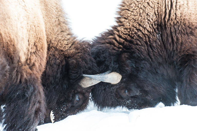 Image of American Bison