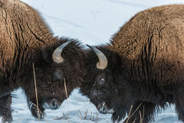 Image of American Bison