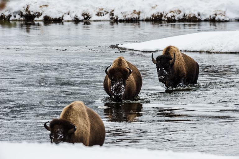 Image of American Bison