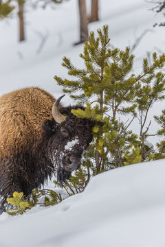 Image of American Bison