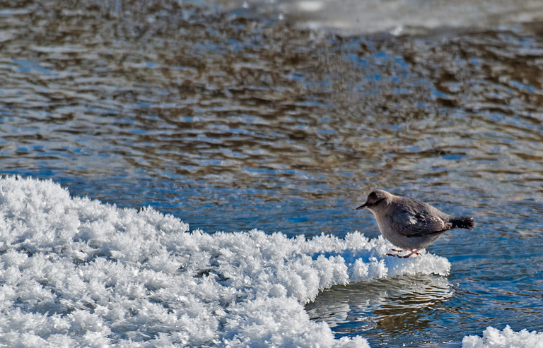 Image of American Dipper