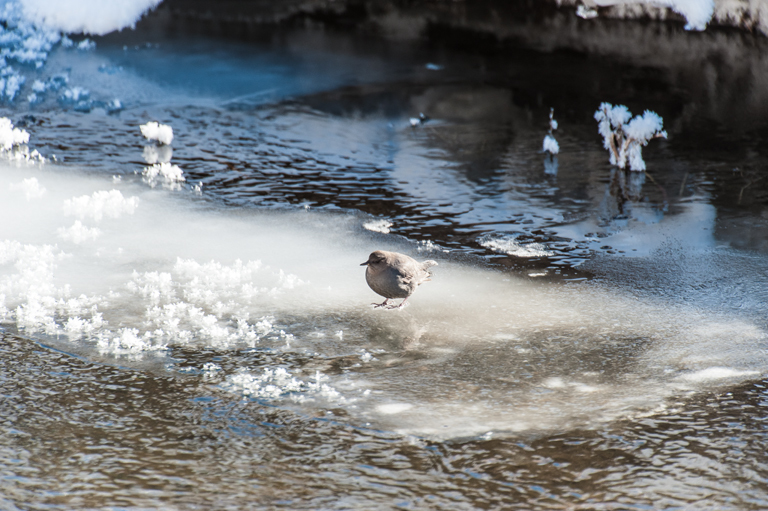 Image of American Dipper