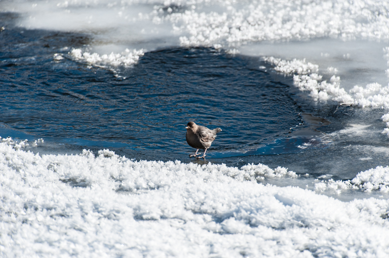 Image of American Dipper