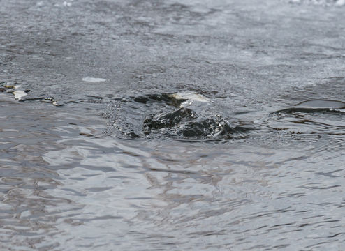 Image of American Dipper