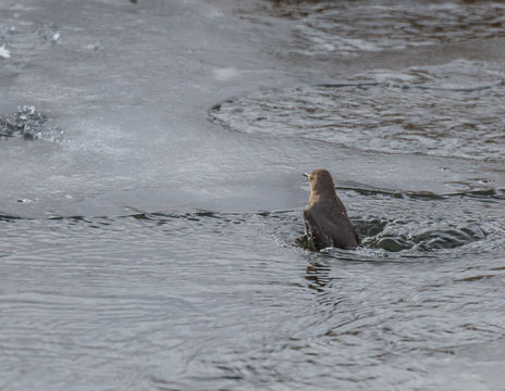 Image of American Dipper