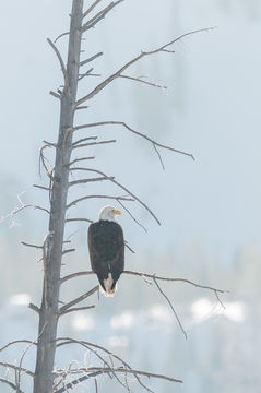 Imagem de Haliaeetus leucocephalus (Linnaeus 1766)