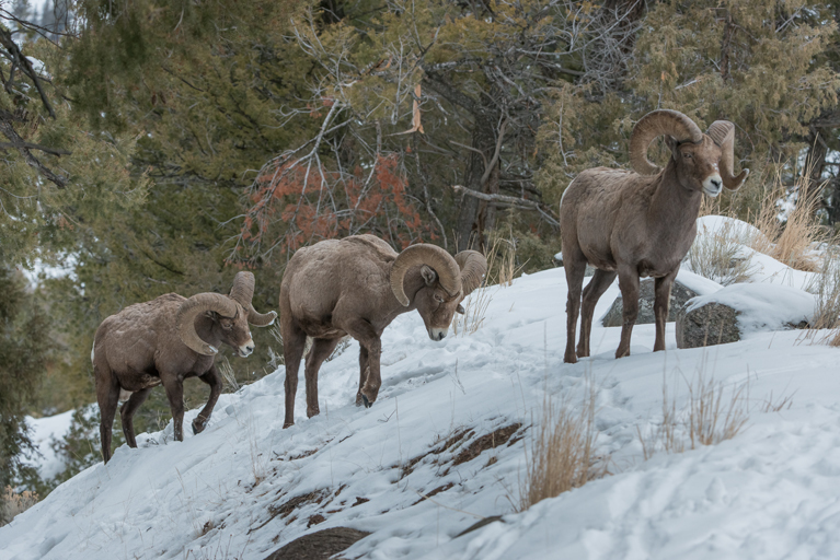 Plancia ëd Ovis canadensis Shaw 1804