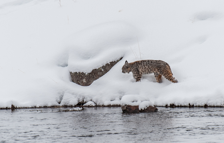 Image of bay lynx