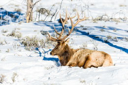 Image of <i>Cervus canadensis</i>