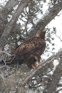 Image of Golden eagle