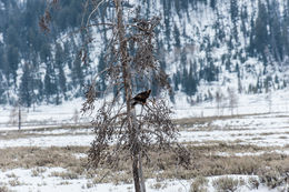 Image of Golden eagle