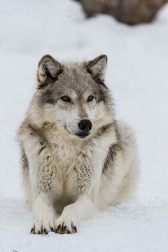 Image of gray wolf