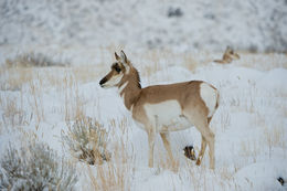 Image of pronghorn