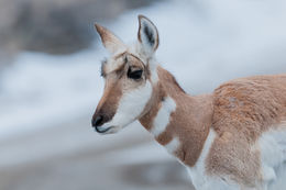 Image of pronghorn