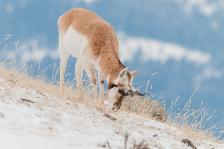 Image of pronghorn