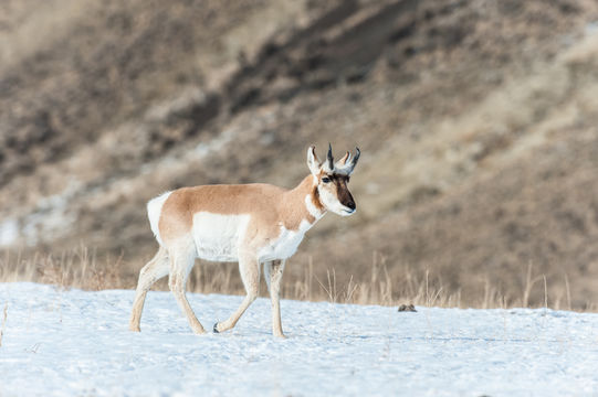 Image of pronghorn