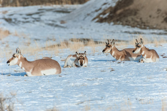 Image of pronghorn