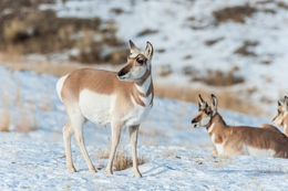 Image of pronghorn