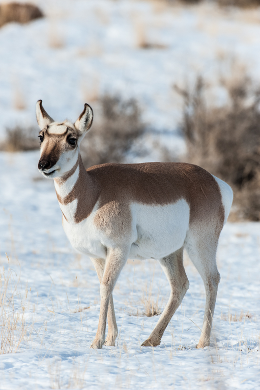 Image of pronghorn