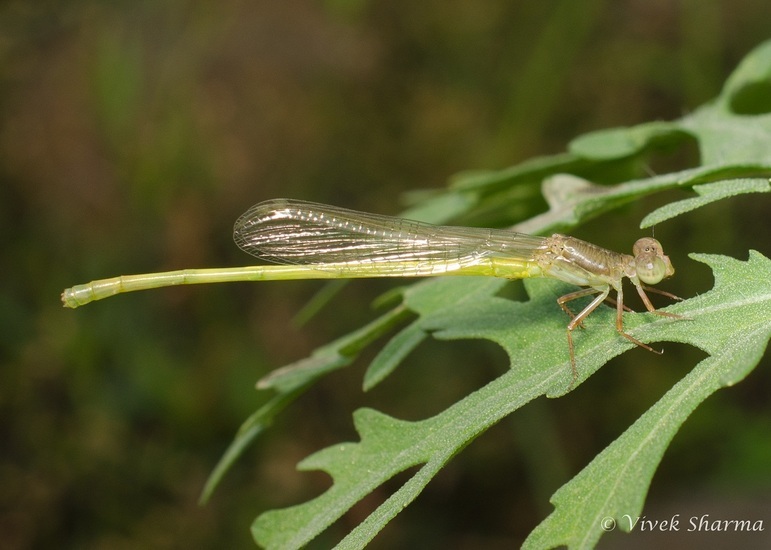 Image of coromandel marsh dart