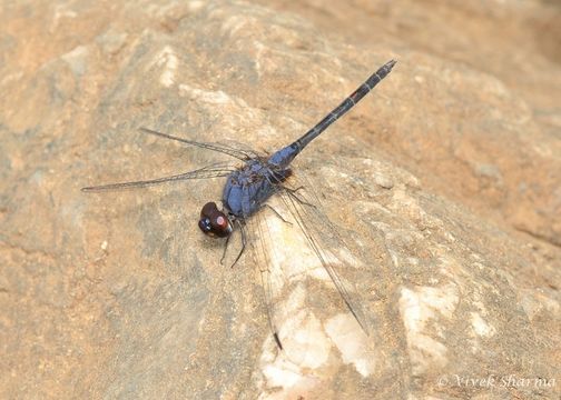 Image of Indigo Dropwing