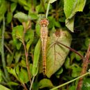 Image of Rainpool Gliders