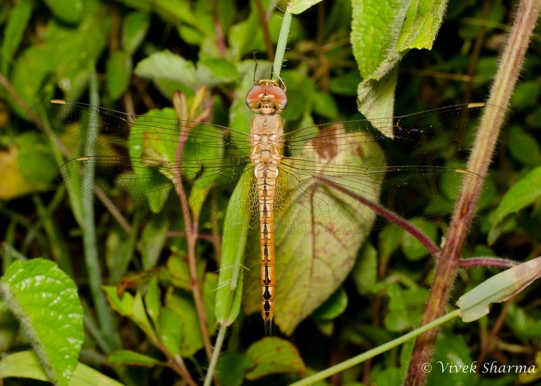 Image of Globe Skimmer