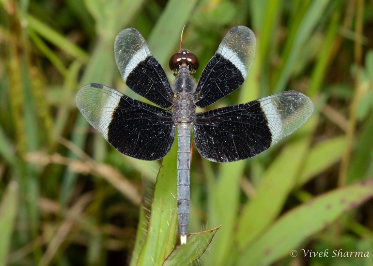 Image of Pied Paddy Skimmer