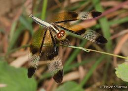 Image of Pied Paddy Skimmer