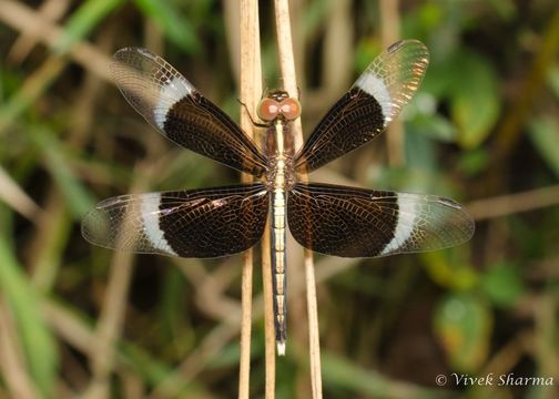 Imagem de Neurothemis tullia (Drury 1773)