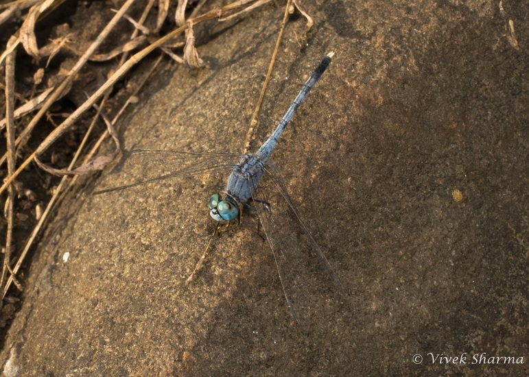 Image de Diplacodes trivialis (Rambur 1842)