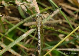 Image de Diplacodes trivialis (Rambur 1842)