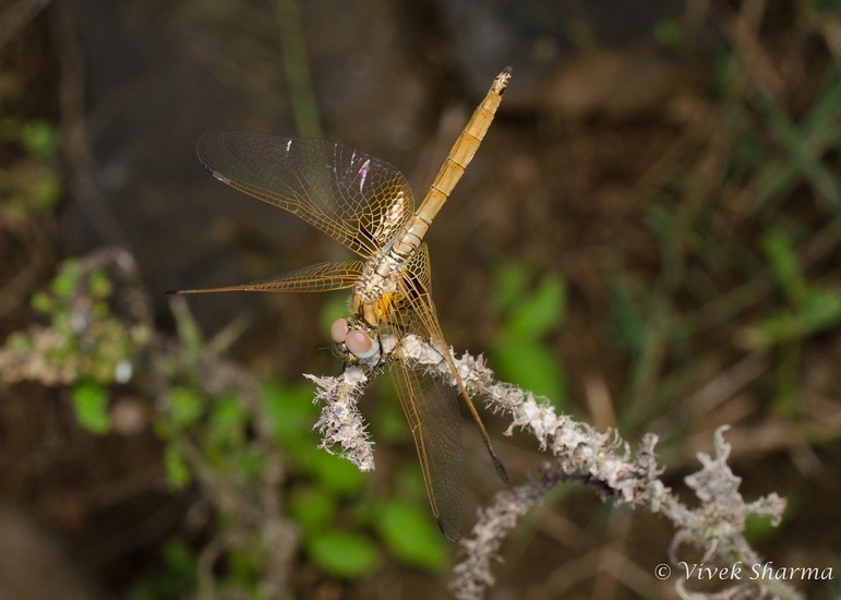 Image of Crimson Marsh Glider