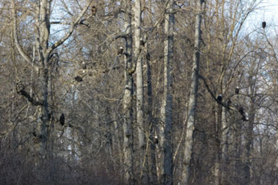 Image of Bald Eagle