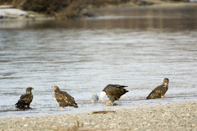 Imagem de Haliaeetus leucocephalus (Linnaeus 1766)