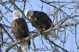 Imagem de Haliaeetus leucocephalus (Linnaeus 1766)