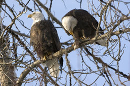 Imagem de Haliaeetus leucocephalus (Linnaeus 1766)