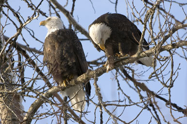 Image of Bald Eagle