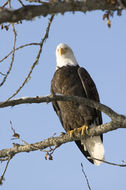 Imagem de Haliaeetus leucocephalus (Linnaeus 1766)