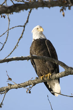 Imagem de Haliaeetus leucocephalus (Linnaeus 1766)