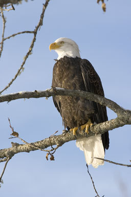 Imagem de Haliaeetus leucocephalus (Linnaeus 1766)