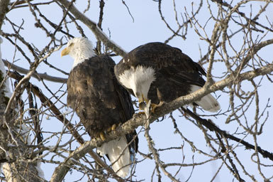 Imagem de Haliaeetus leucocephalus (Linnaeus 1766)